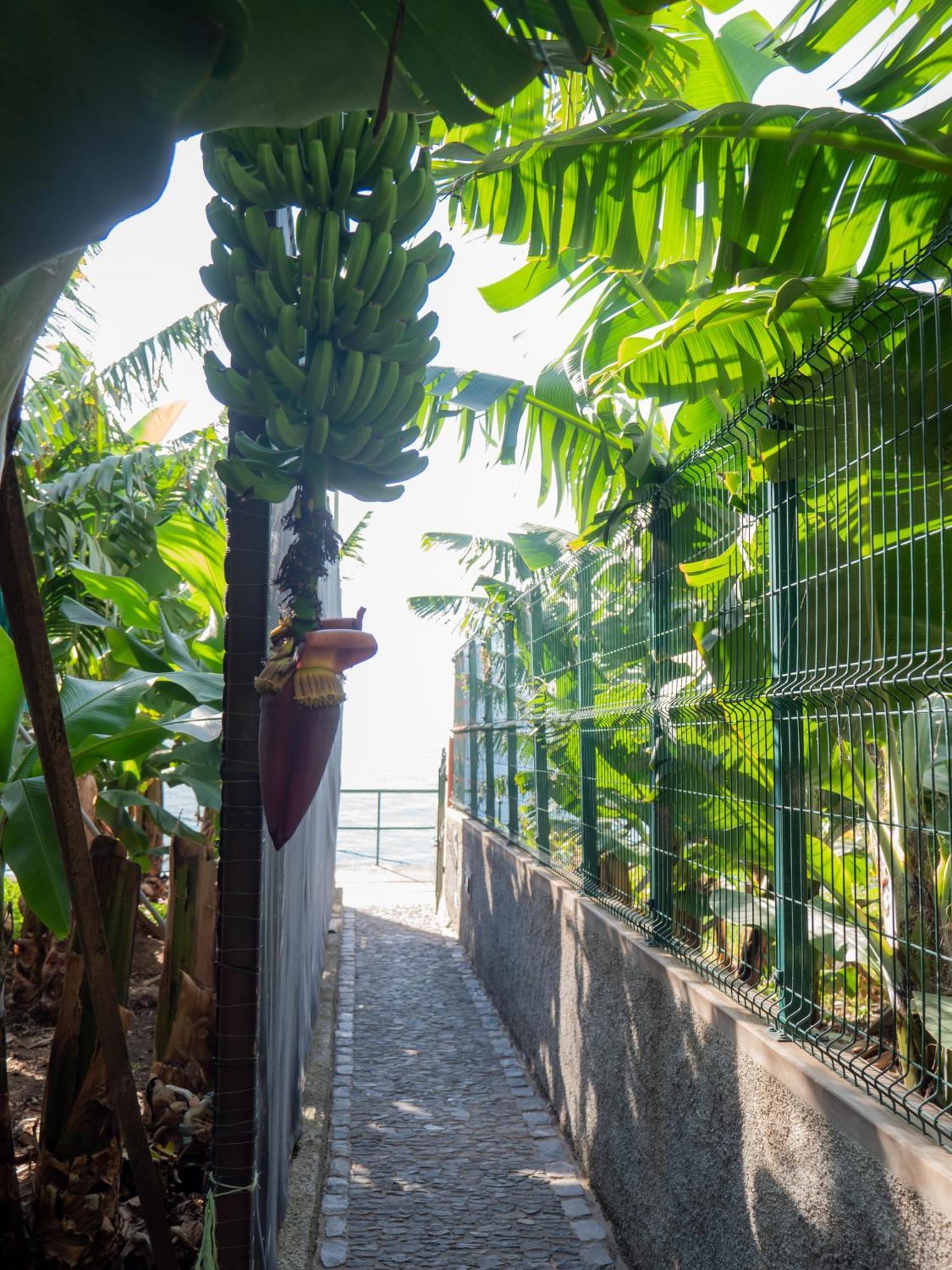 Casa Dos Anjos Villa Ponta do Sol  Dış mekan fotoğraf